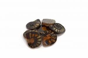 Ammonite (S)
