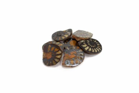 Crystal Dreams Ammonite Fossil. Come Get Your Own Here.