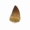 Crystal Dreams Mosasaurus Tooth. Come And Get Your Own Here