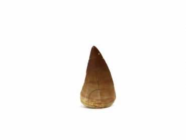 Crystal Dreams Mosasaurus Tooth. Come And Get Your Own Here