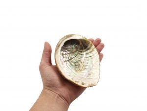 Abalone Shell