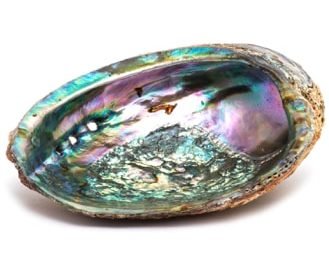 Abalone Shell - Crystal Dreams