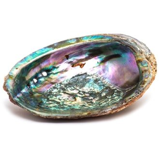 Abalone Shell - Crystal Dreams