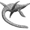 Plesiosaurus Tooth Fossil - Crystal Dreams