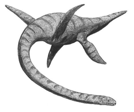 Plesiosaurus Tooth Fossil - Crystal Dreams