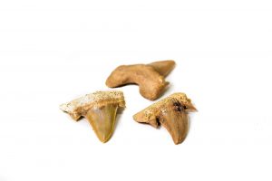 Dent fossilisé de requin