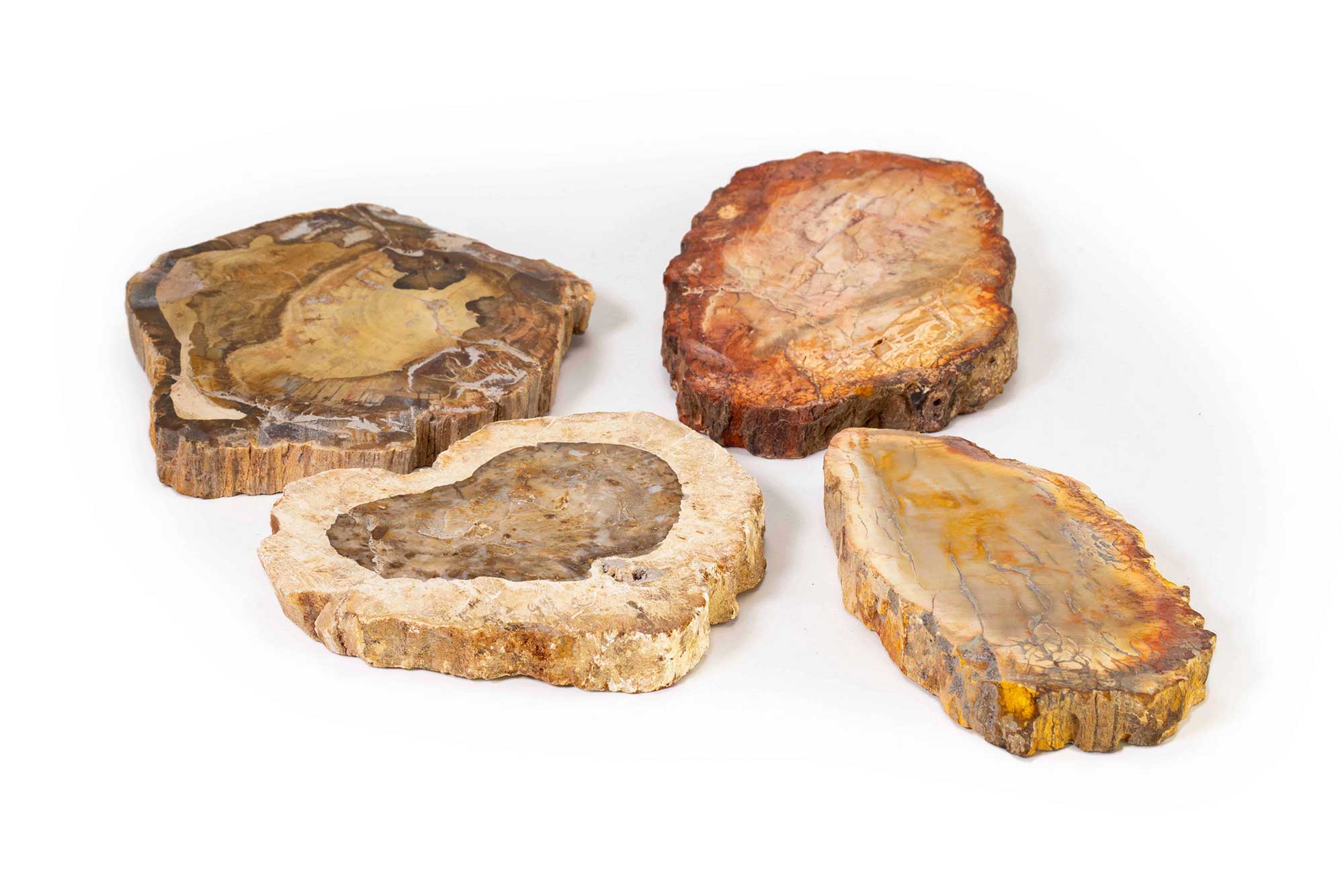 Petrified Wood Slice (hand) - Crystal Dreams