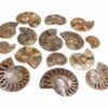 Ammonite Fossil - Crystal Dreams