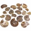 Ammonite Fossil - Crystal Dreams