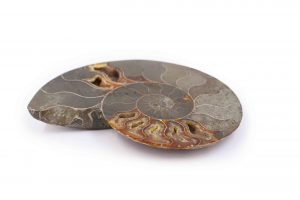Ammonite Fossil (L)