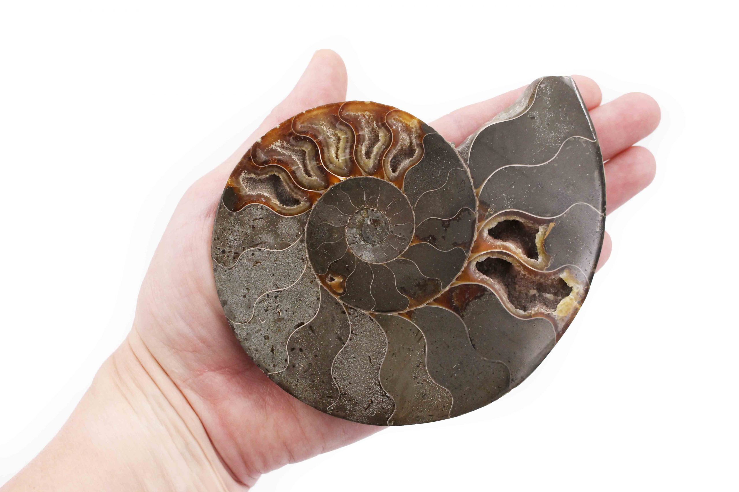 Ammonite géode cabochon 23x18x10mm guérison tout chakra fossile prospérité 