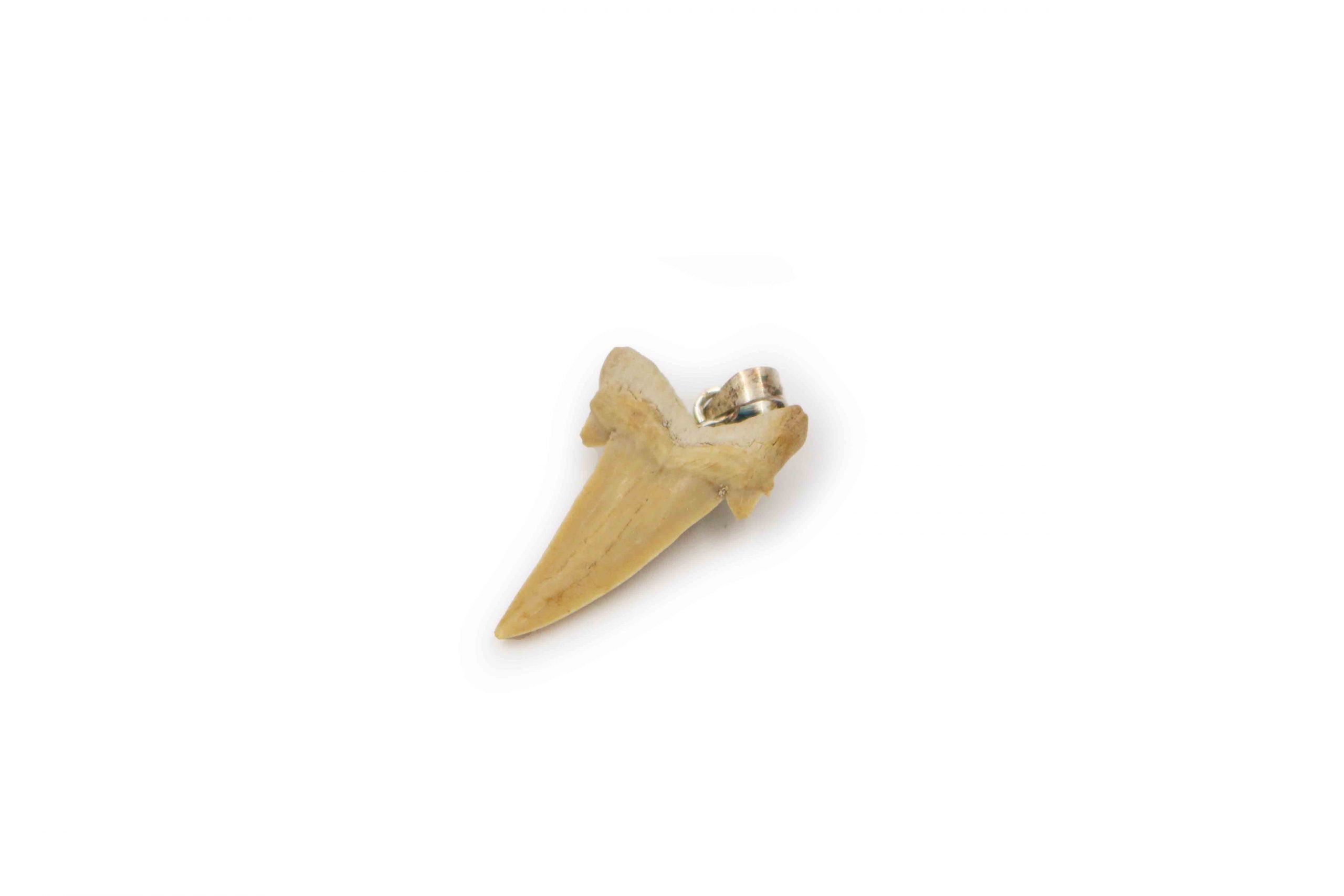 Shark tooth Pendant Sterling Silver - Crystal Dreams