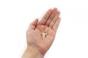 Shark Tooth Sterling Silver Pendant