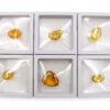 Amber in box/ Fossil insects - Crystal Dreams