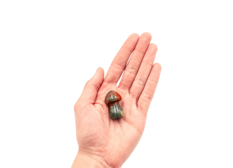 African Bloodstone Mushroom (S)