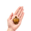 Tiger Eye Turtle - Crystal Dreams