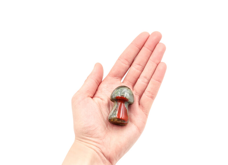 African Bloodstone Mushroom (M)